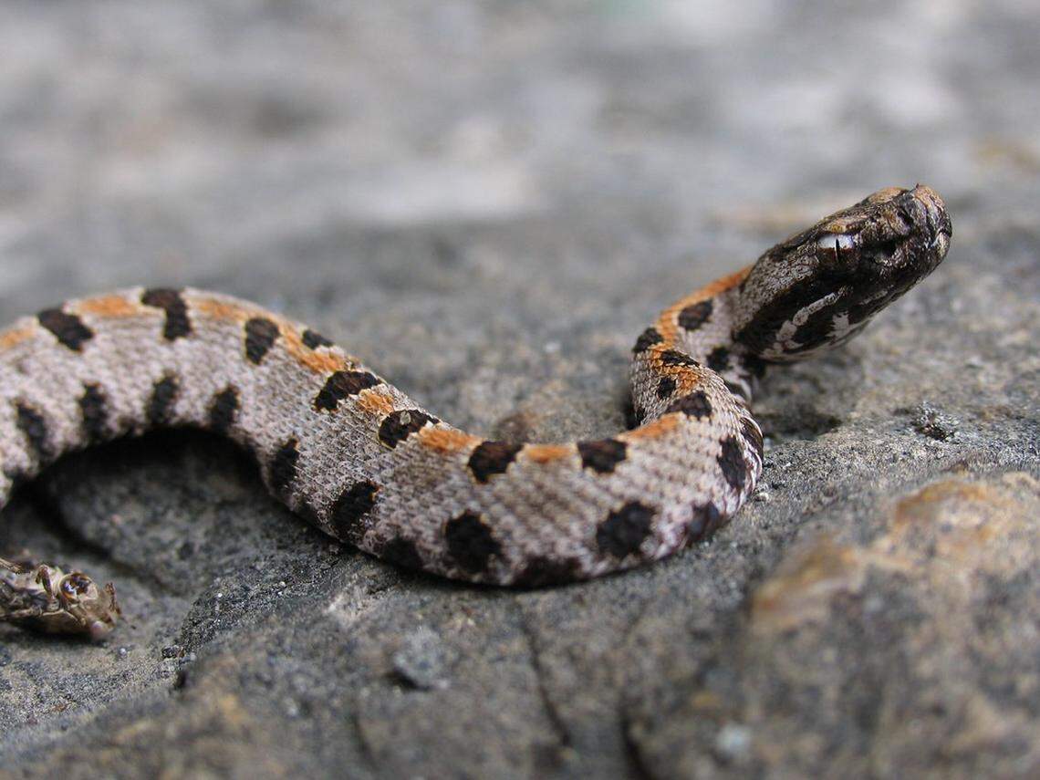 The Pygmy Rattlesnake is one of three rattlesnake species in North Carolina.