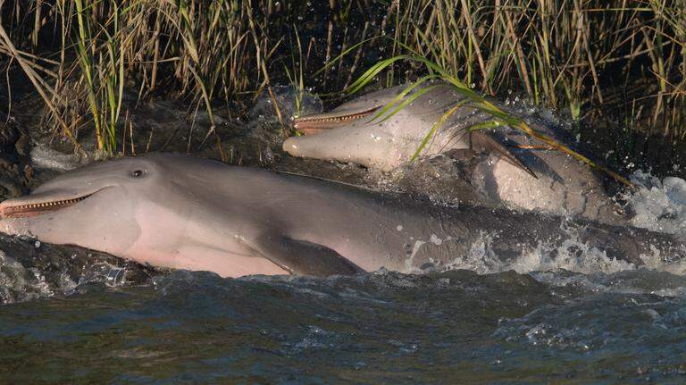 Photos show dolphins strand feeding in Beaufort Co, SC