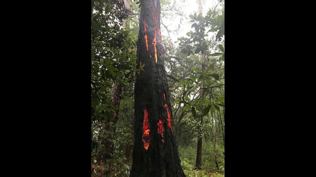 Giant flaming claw marks were found Sunday in a South Carolina tree near Beaufort. Fire investigators say it was caused by lightning.