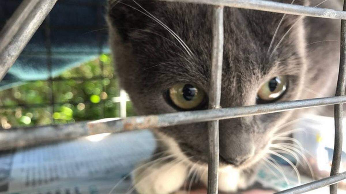 Volunteers say this feral cat survived about two weeks with a plastic jar stuck over its head. This photo was taken when it was first captured to be spayed, inoculated and released in woods on the south end of Hilton Head Island.
