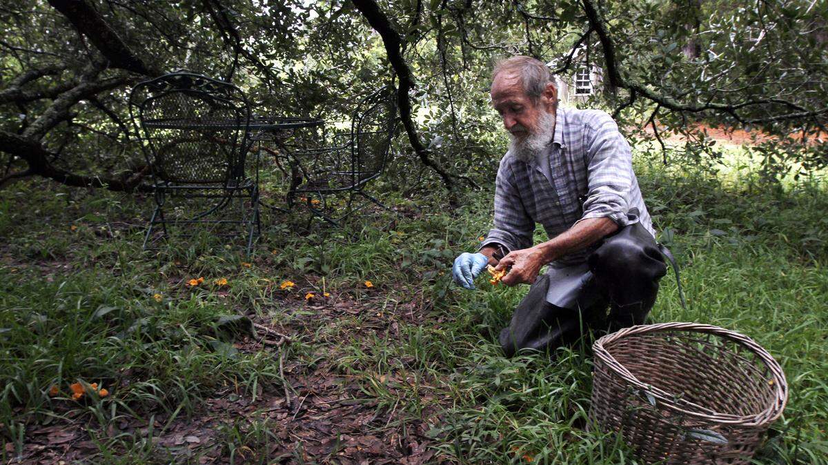 Woody Collins picks a handful of chanterelles on Wednesday on his property in Sheldon.