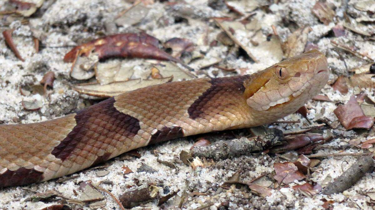 Copperhead snake