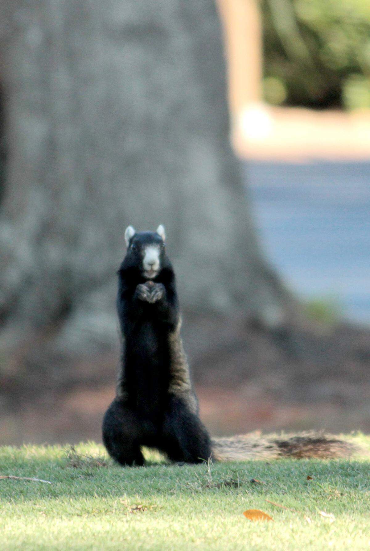 2a photo 0430_ Fox squirrel 3.JPG Douglas Moody, visiting the area from Atlanta, Ga., took this photo of a fox squirrel while visiting his Bluffton parents Jack and Nancy Moody.