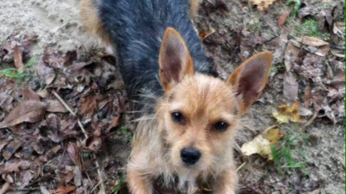 Time has brought about improvements for Lowcountry rescue pups and animal shelters