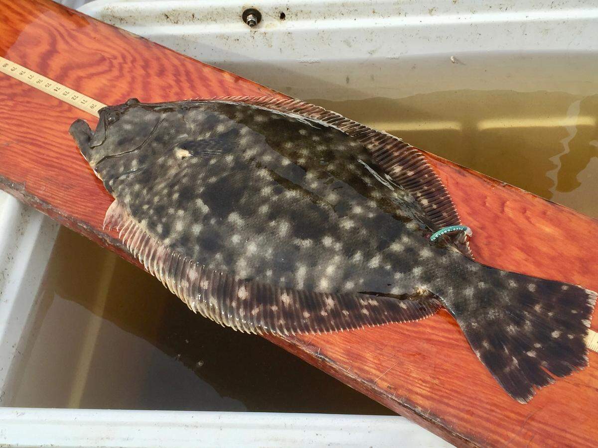 Southern flounder are one of three flounder species commonly found in South Carolina.