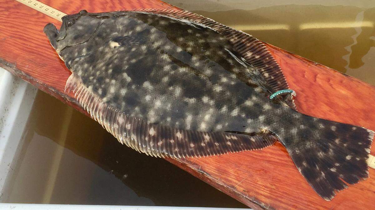 Southern flounder are one of three flounder species commonly found in South Carolina.