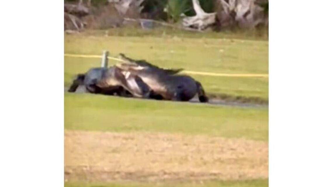 Alligators caught fighting on this SC island. Watch the wild brawl on video here