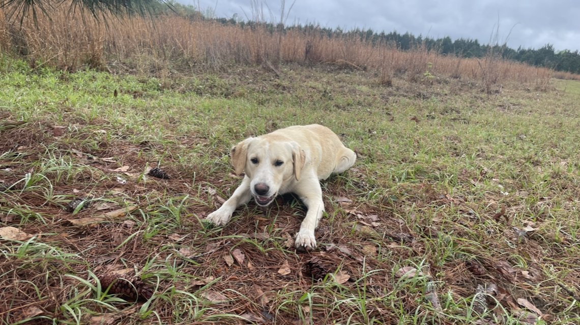‘Never seen that:’ Bluffton native with rescue farm in Islandton comes across a rare find