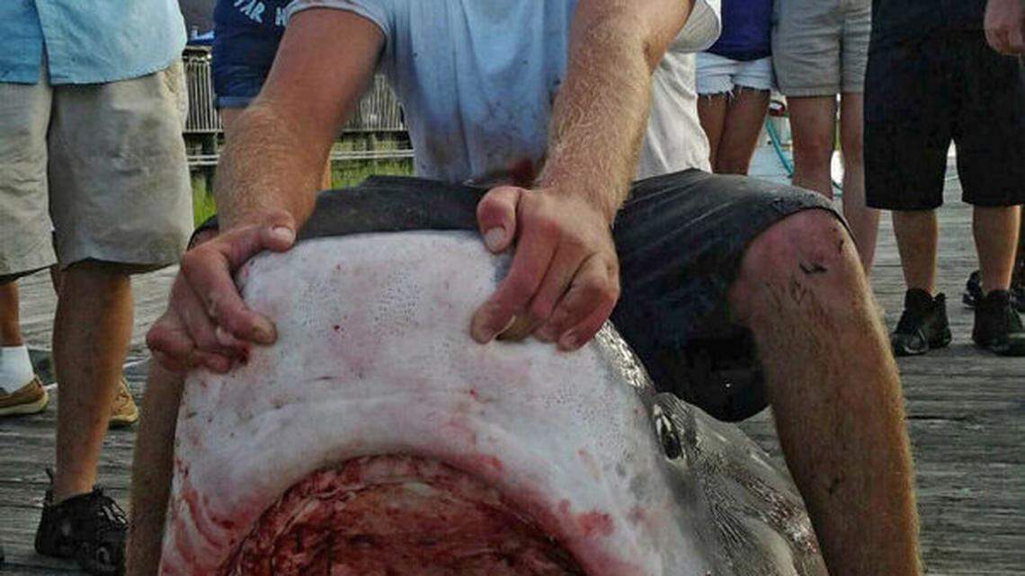 A man holds open the mouth of a 14-foot Tiger shark caught off the coast of North Myrtle Beach.