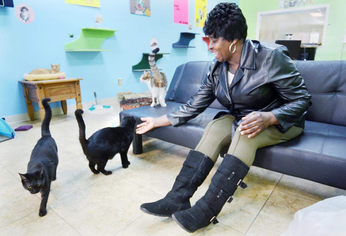 Cats come up to greet Betty Garvin, who stopped by The Tabby House in 2014 to apply to become a volunteer.
