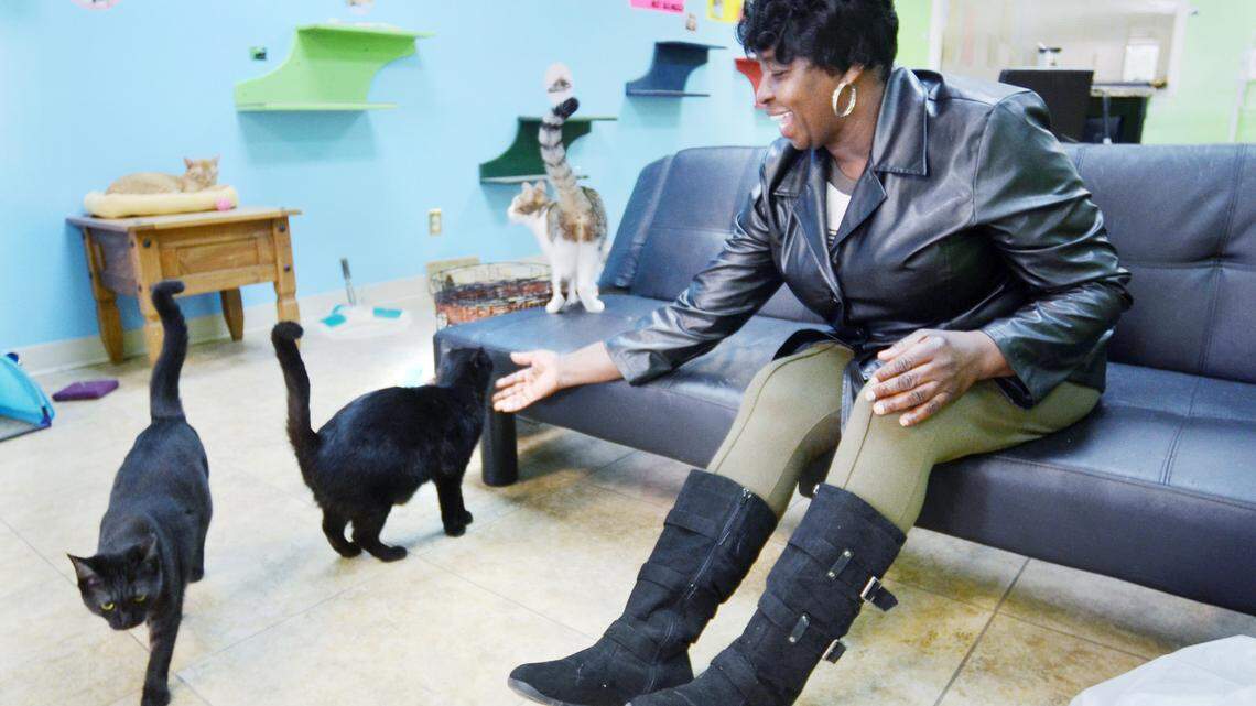A Beaufort cat shelter is closing for good. Why it says its mission is gone
