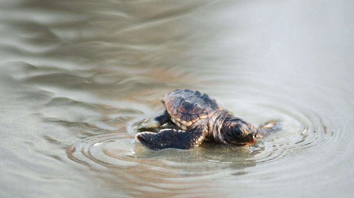 A loggerhead sea turtle hatchling scrambles toward the ocean along South Forest Beach in 2008.