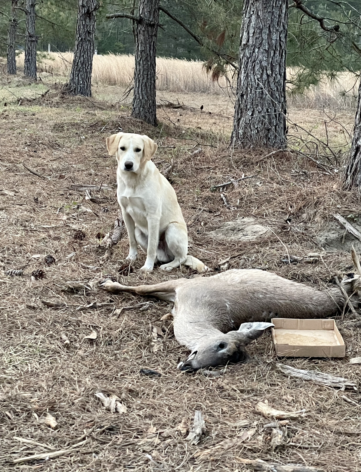 Sunny with his friend who he was protecting from scavengers for days while living on his own in Islandton, just 10 miles from Boeke’s animal farm.