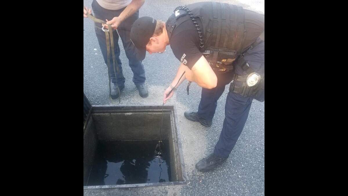 Officer Joe DeLong of the Bluffton Police Department uses a dog leash to help rescue a raccoon that was stuck in a water-filled storm drain in Sheridan Park on Monday morning.