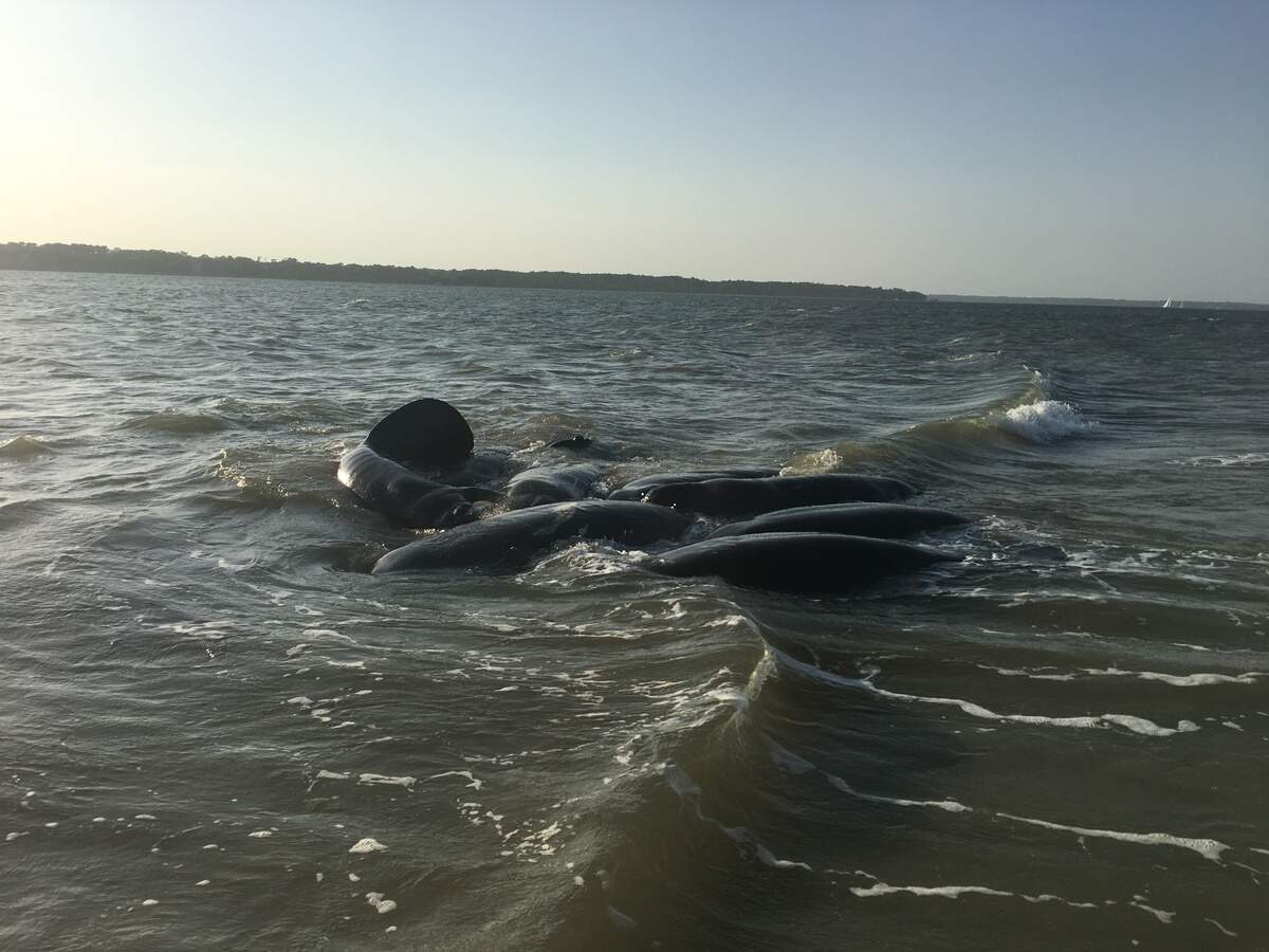 A mating herd of manatees spotted off Hilton Head Island on Friday.