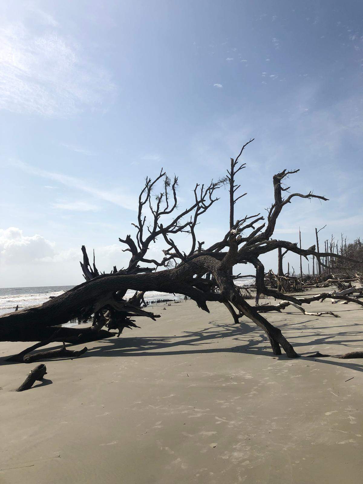 The skeletons of fallen trees appear like sculpture on the south end of Hunting Island.