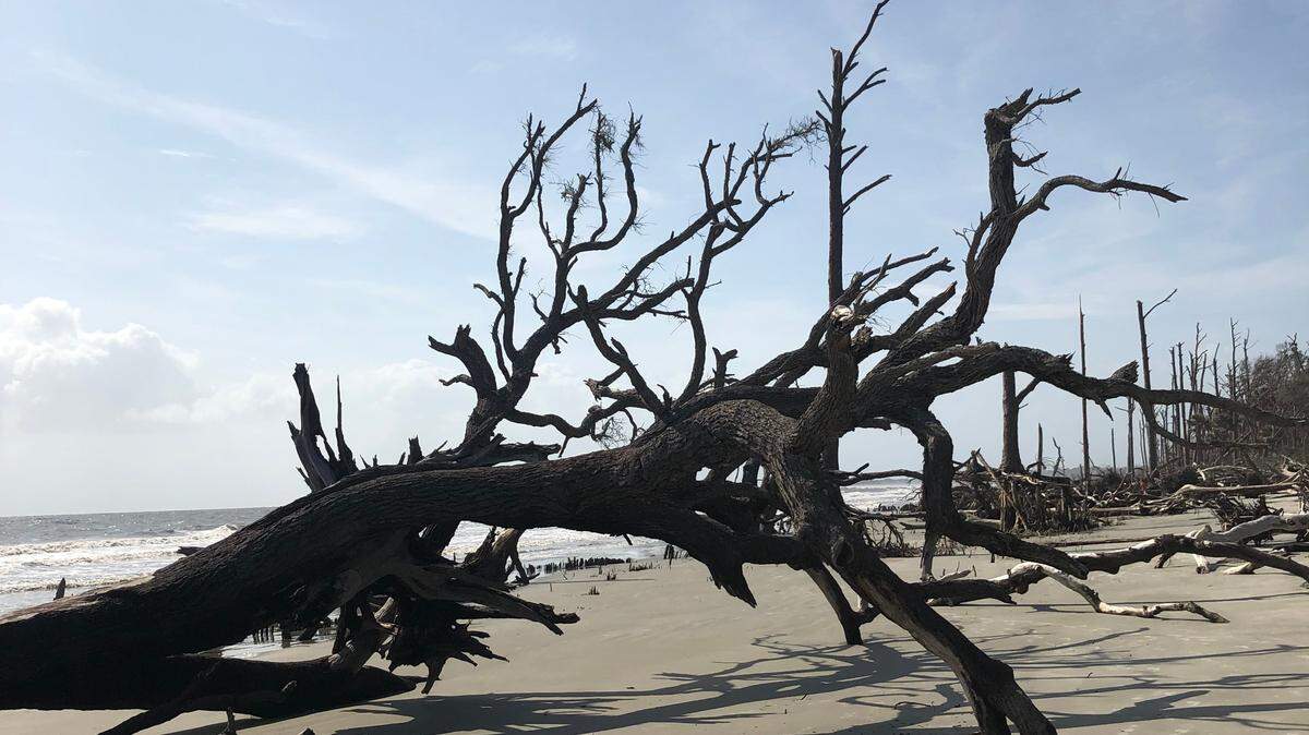 The skeletons of fallen trees appear like sculpture on the south end of Hunting Island.