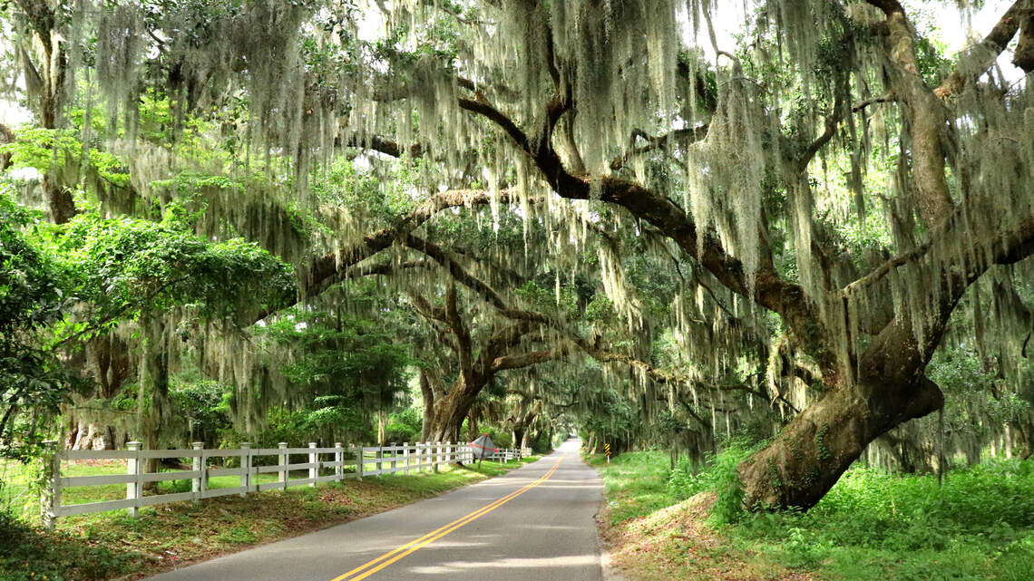 Take a drive along Lowcountry canopy roads | Hilton Head Island Packet