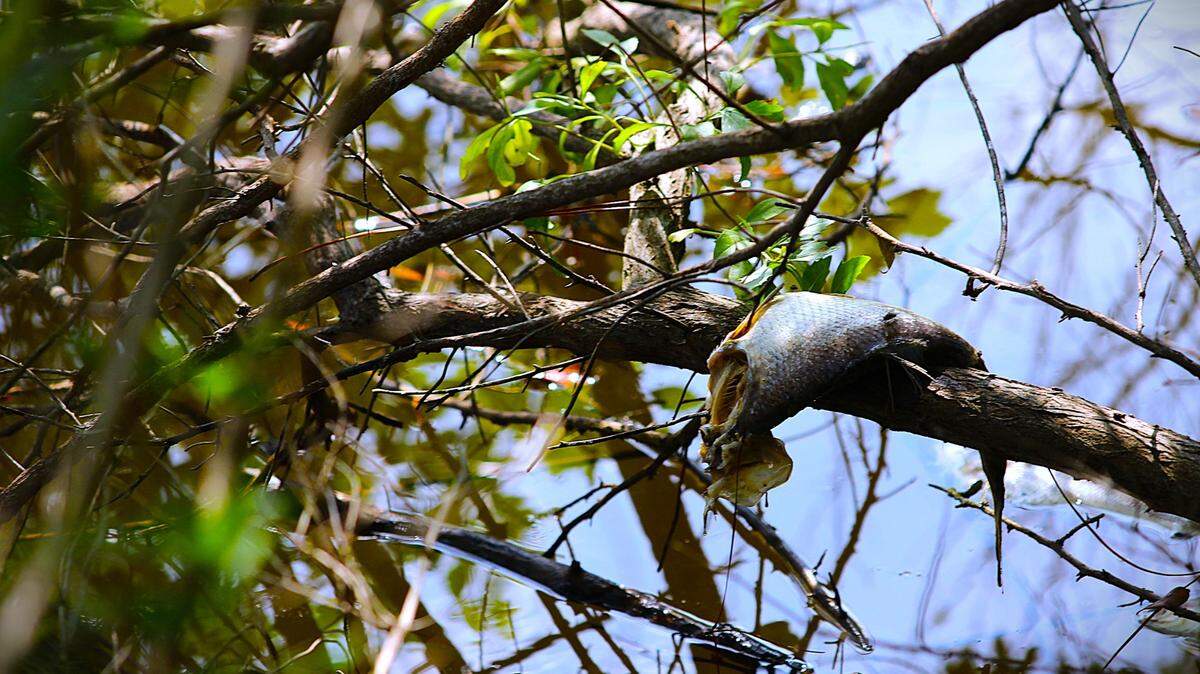 A dead fish hangs from a tree branch at the pond near Shelter Cove Community Park on May 28, 2025.