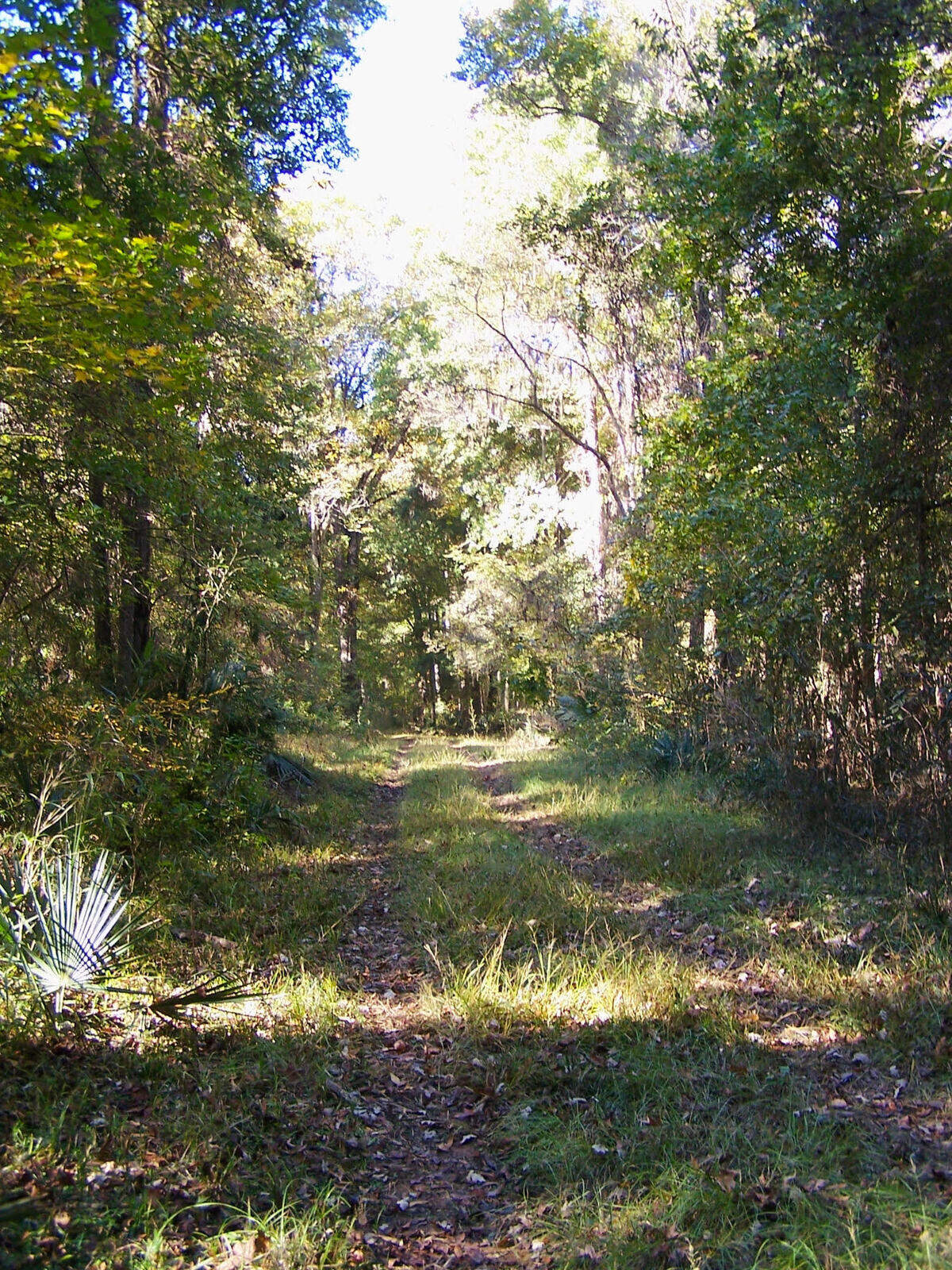 The best place to get out of your vehicle and explore on foot in Hamilton Ridge and Webb WMA is the Savannah River Nature Trail.
