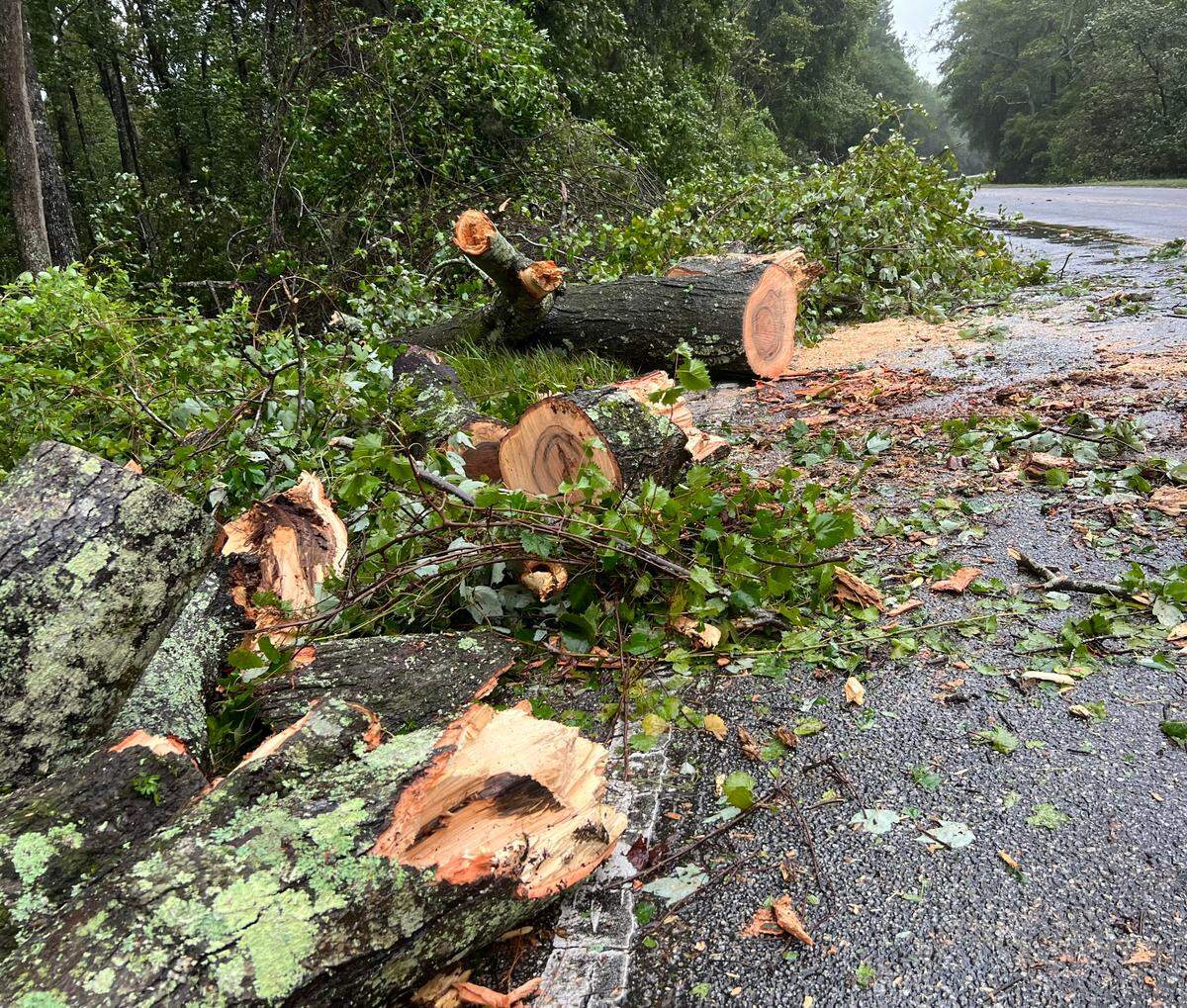 Workers with chainsaws quickly cut and moved a fallen 50-foot tree to reopen Sawmill Creek Rd. in Bluffton just north of Fording Island.