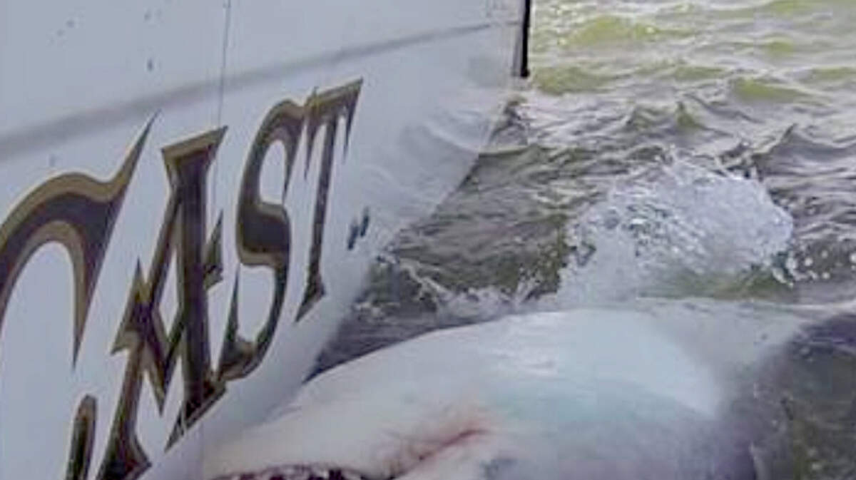 sharks
