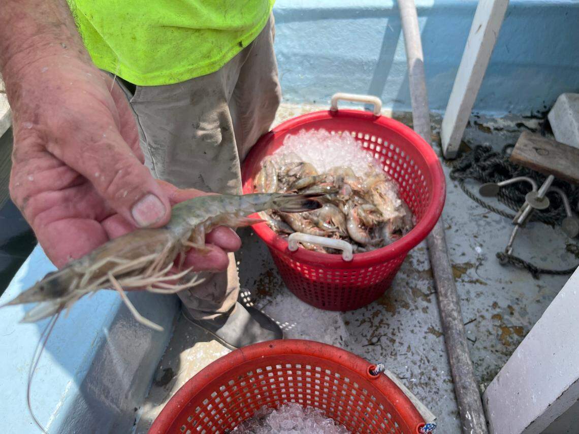 Jim Buchanan holds up a shrimp at the Gay Fish Co. docks on St. Helena Island.