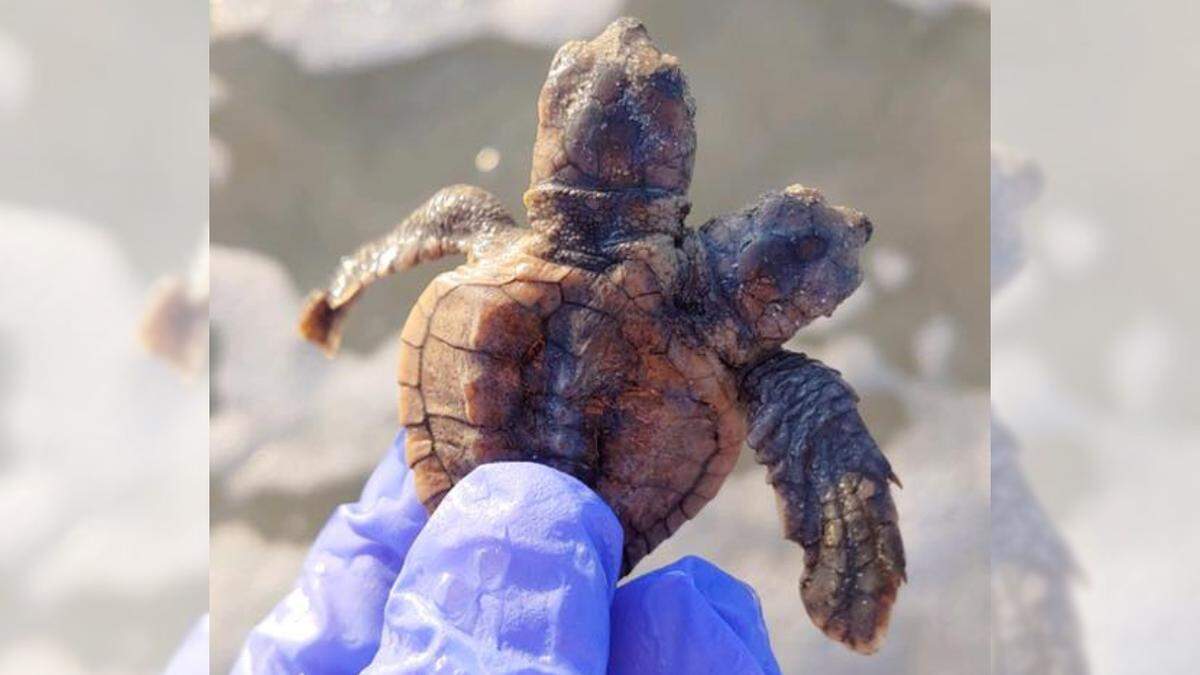 A two-headed sea turtle hatched on Hilton Head Island’s beach Wednesday morning. The Loggerhead hatchling was named Crush and Squirt, two characters in the Disney/Pixar film Finding Nemo.