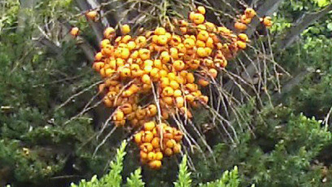 Jean Tanner’s Pindo palm is heavy with fruit.