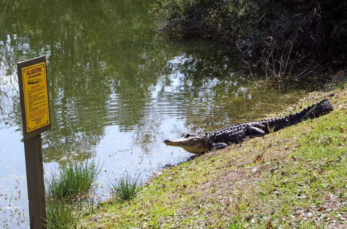 John Dreyer shared this photo in which a large alligator appears to pose near a sign warning visitors about alligators in the Sea Pines Forest Preserve in April 2023.