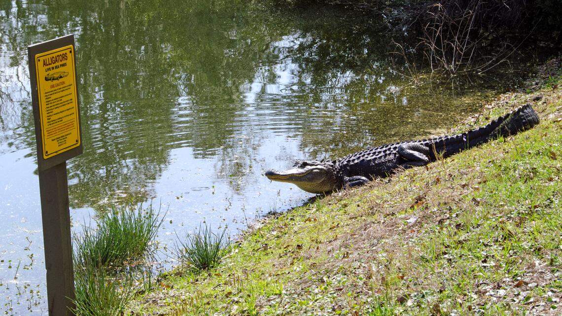 Rogue gator delays flight at Savannah/Hilton Head airport: ‘He just laid down’