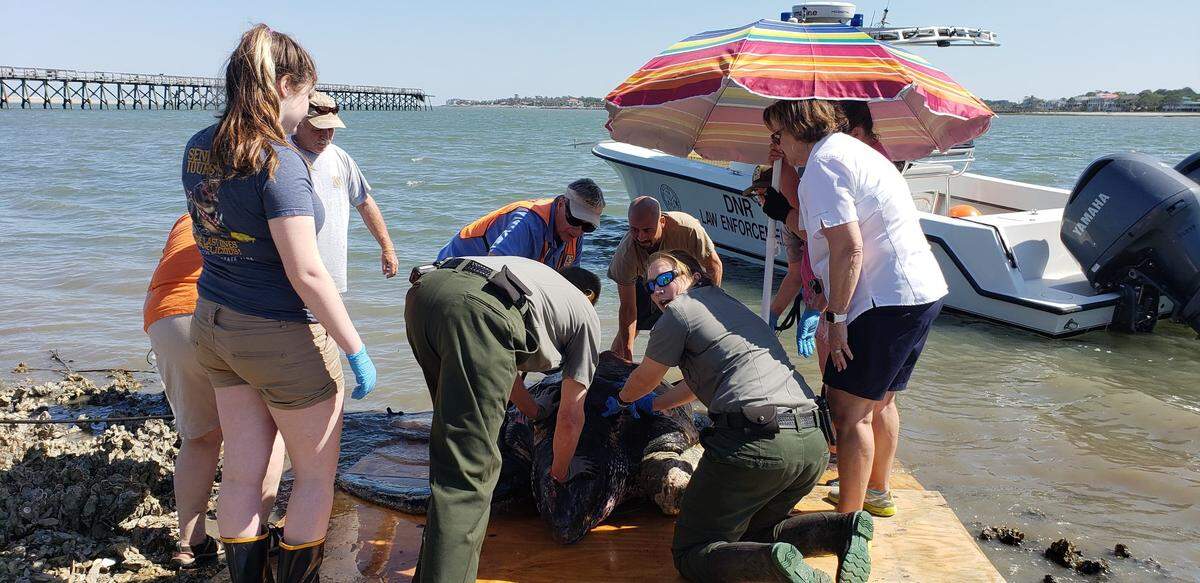 A rare leatherback sea turtle was seen struggling in the water between Hunting Island and Fripp Island on Saturday. Rescuers were able to free it from the rope of a crab pot, and it was released after being checked out by a vet.