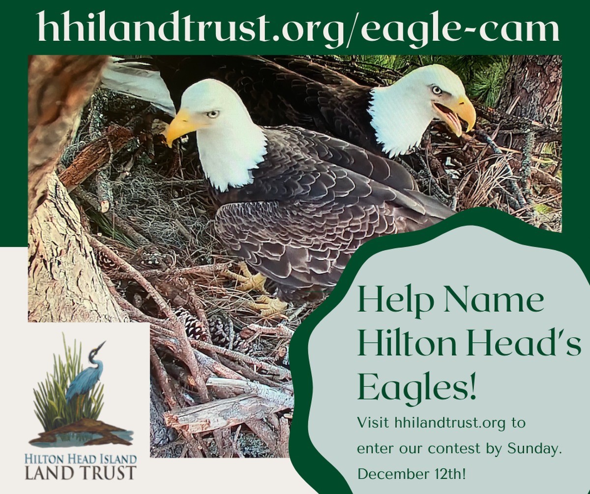Hilton Head Island eagles naming contest details, provided by Hilton Head Island Land Trust