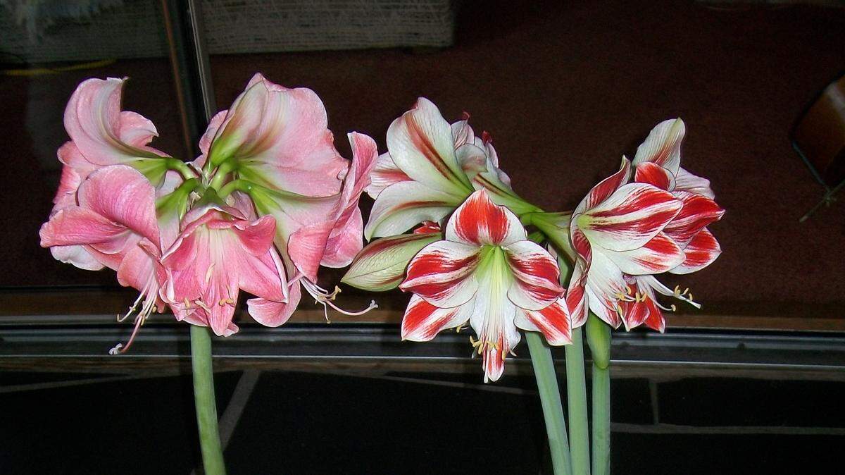 Houseplants can be a major part of your holiday decorations, like this show-stopper table decoration of flowering amaryllis and orchids.
