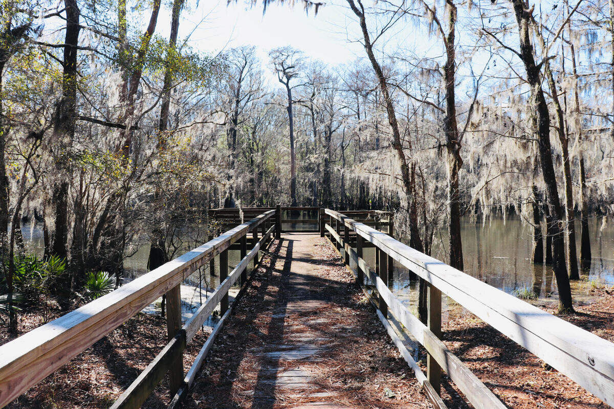 Bluff Lake is an “oxbow” lake that was once a bend in the nearby Savannah River before time and nature changed its course. Today it is a great spot for fishing, kayaking, birding or simply enjoying a secluded slice of the wild. TYou also will encounter a large egret rookery – and numerous alligators.