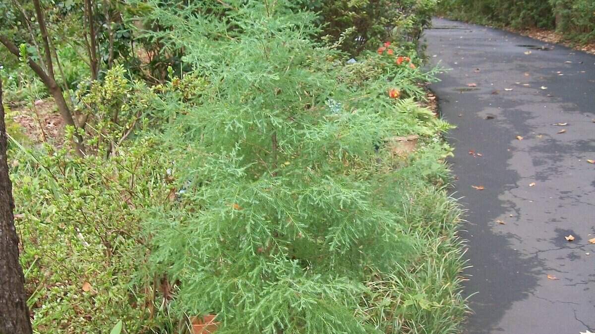This seven-foot-tall red cedar popped up in our garden three years ago on Hilton Head Island. 