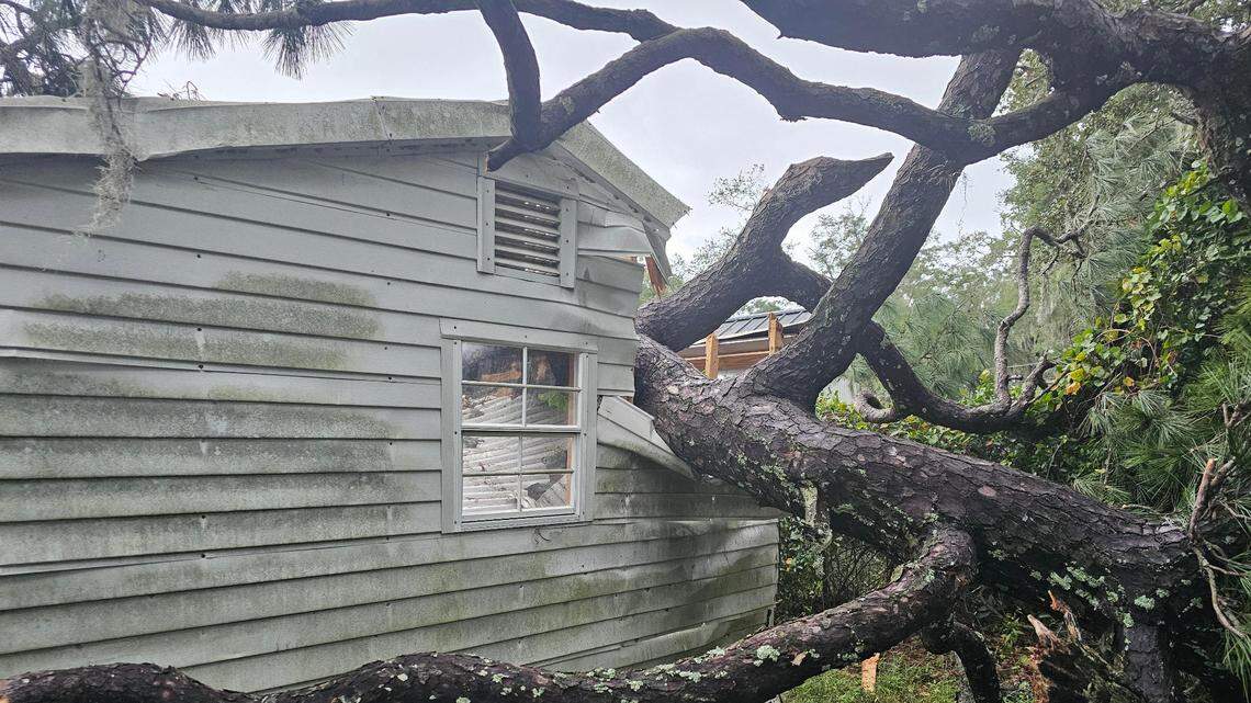 Tropical Storm Helene snapped 60-foot tree in Port Royal. Then bees started swarming