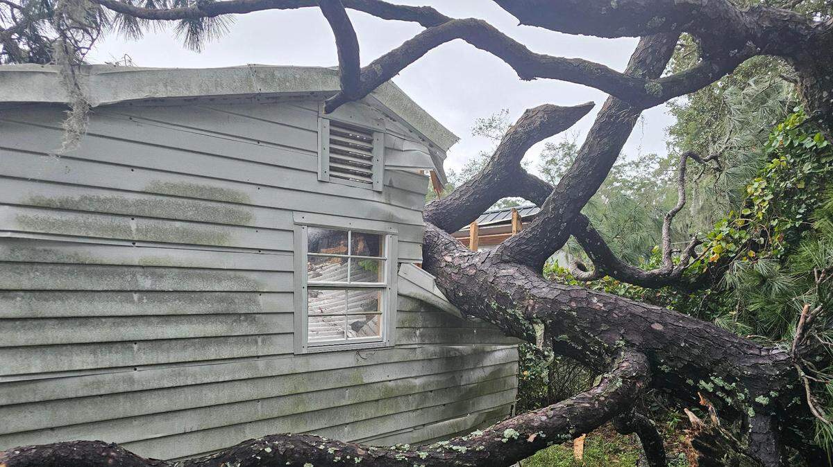 Tropical Storm Helene snapped 60-foot tree in Port Royal. Then bees started swarming