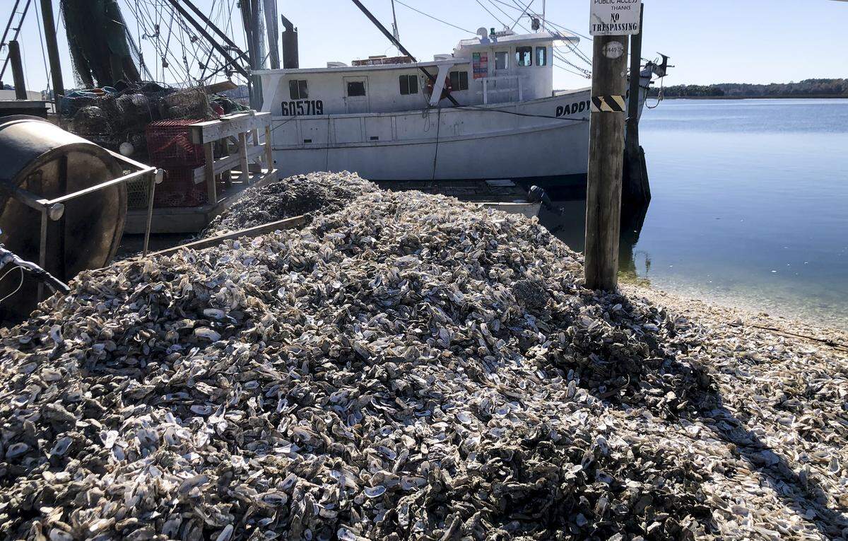 Oyster shells lie along the banks of the May River at Bluffton Oyster Company on Thursday, Dec. 5, 2019.