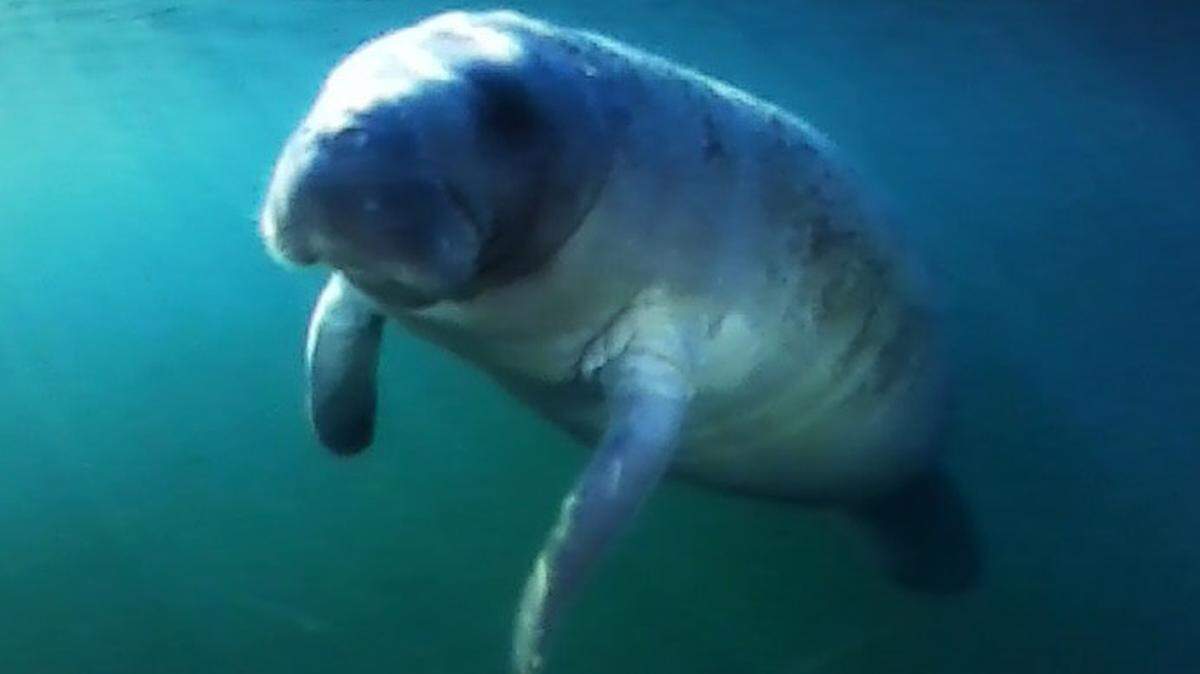 Manatees call the warm waters of the Gulf Coast home but sometimes venture as far north as the Carolinas.