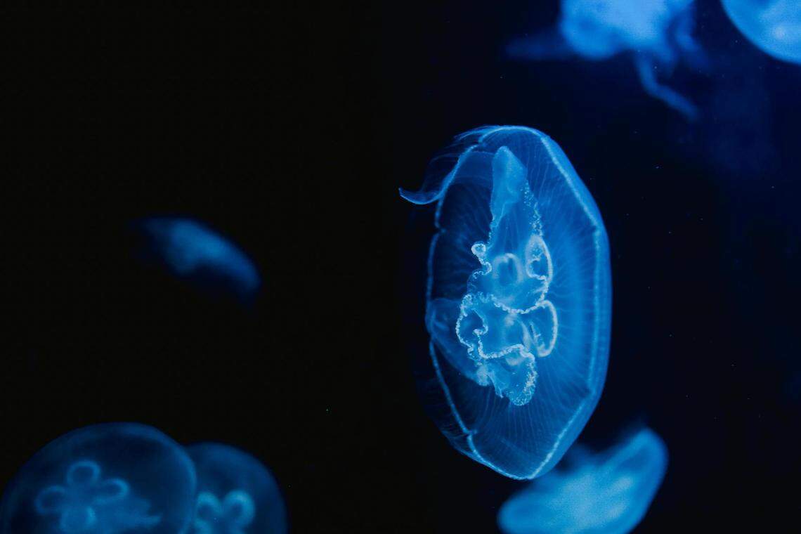 Moon jellyfish