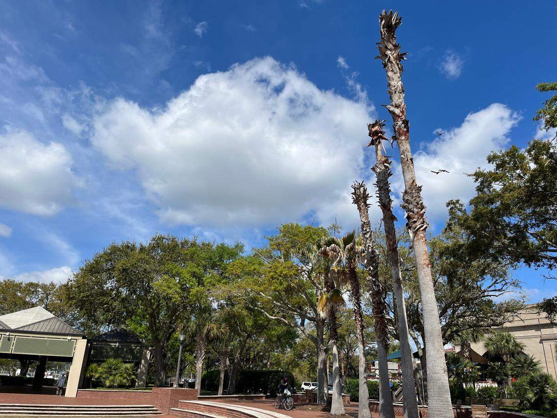 The city is awaiting a report from an arborist on several Washingtonia palm trees in Waterfront Park that are in tough shape. The city may remove the trees and replace them with native Sabal palmetto trees.