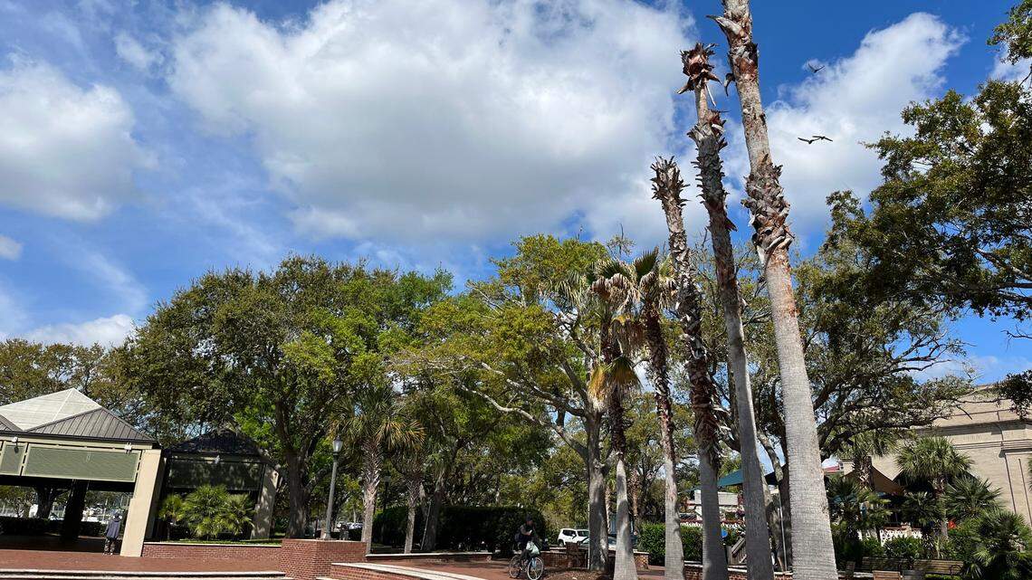 The city is awaiting a report from an arborist on several Washingtonia palm trees in Waterfront Park that are in tough shape. The city may remove the trees and replace them with native Sabal palmetto trees.