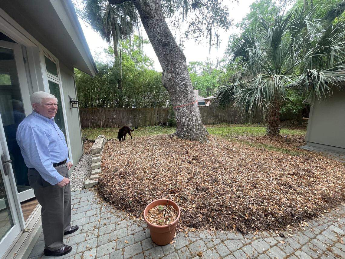 The Kirchbergs’ tree sits on a mound in their backyard. Board members questioned whether the tree’s root system could damage their home.