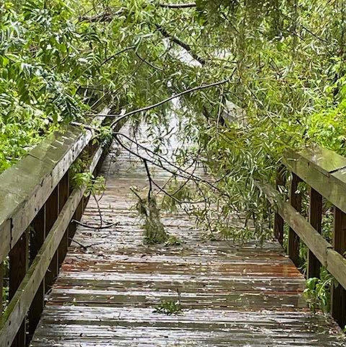 Downed trees from Tropical Storm Debby block the boardwalk at Cypress Wetlands.