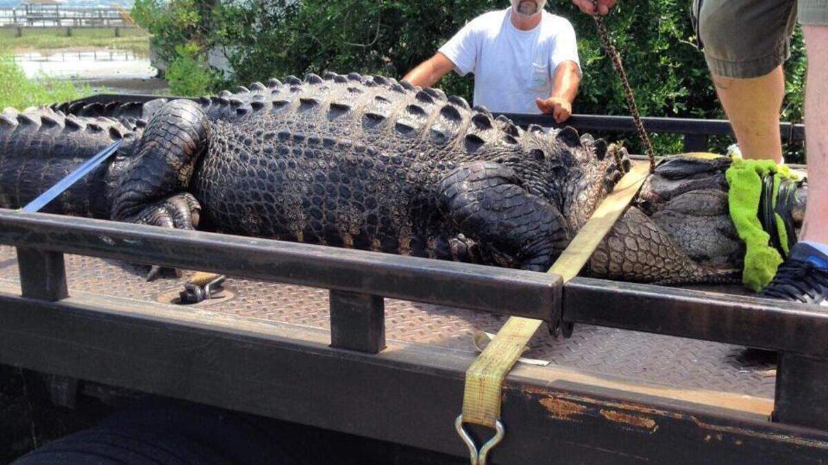 Measured at 12 feet 8 inches, this alligator was captured on Hilton Head Island on May 31 by Critter Management Inc.