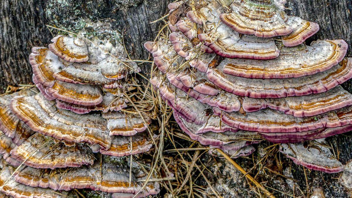 Bracket fungi play a vital ecological role as efficient decomposers of stumps and fallen branches and trees.