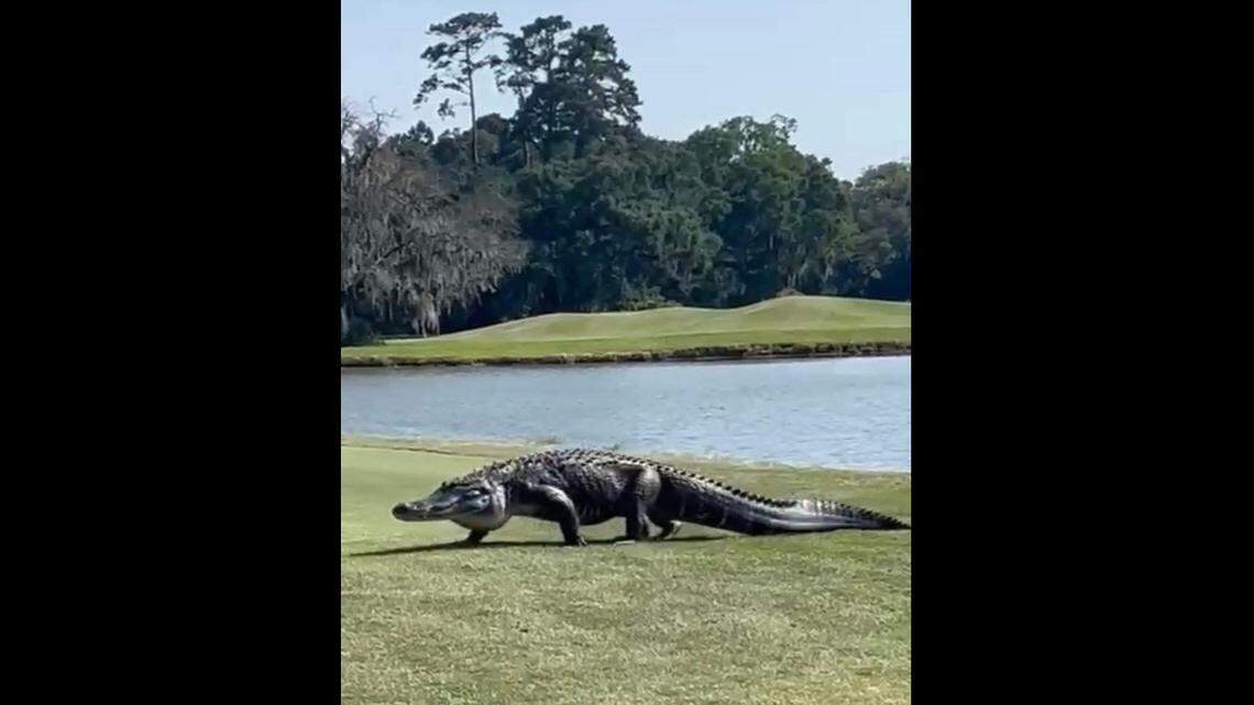 Fred the alligator take a stroll on the Legends of Parris Island Golf Course. The big gator has his own Facebook page and golf hat.