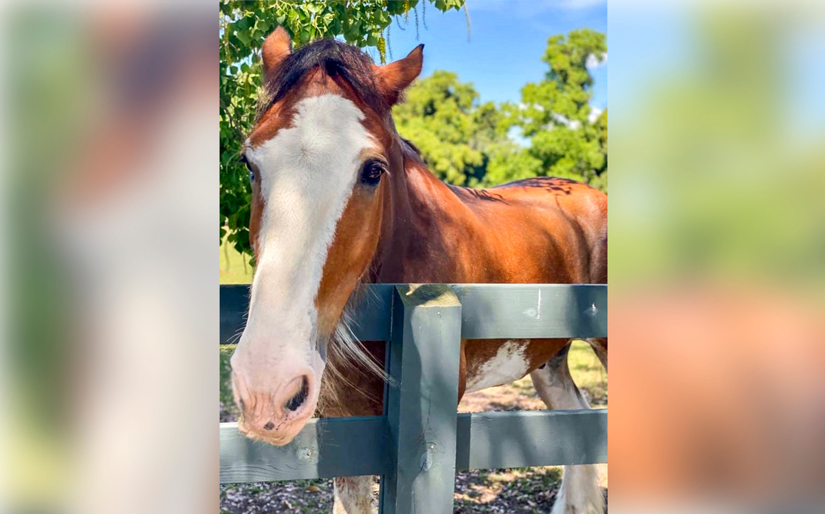 Harley the Clydesdale gets up close and personal at Lawton Stables in Sea Pines. Harley died unexpectedly Monday due to gastrointestinal issues. He was a direct descendant of the Budweiser Clydesdales and once marched in the Hilton Head Island St. Patrick’s Day Parade.