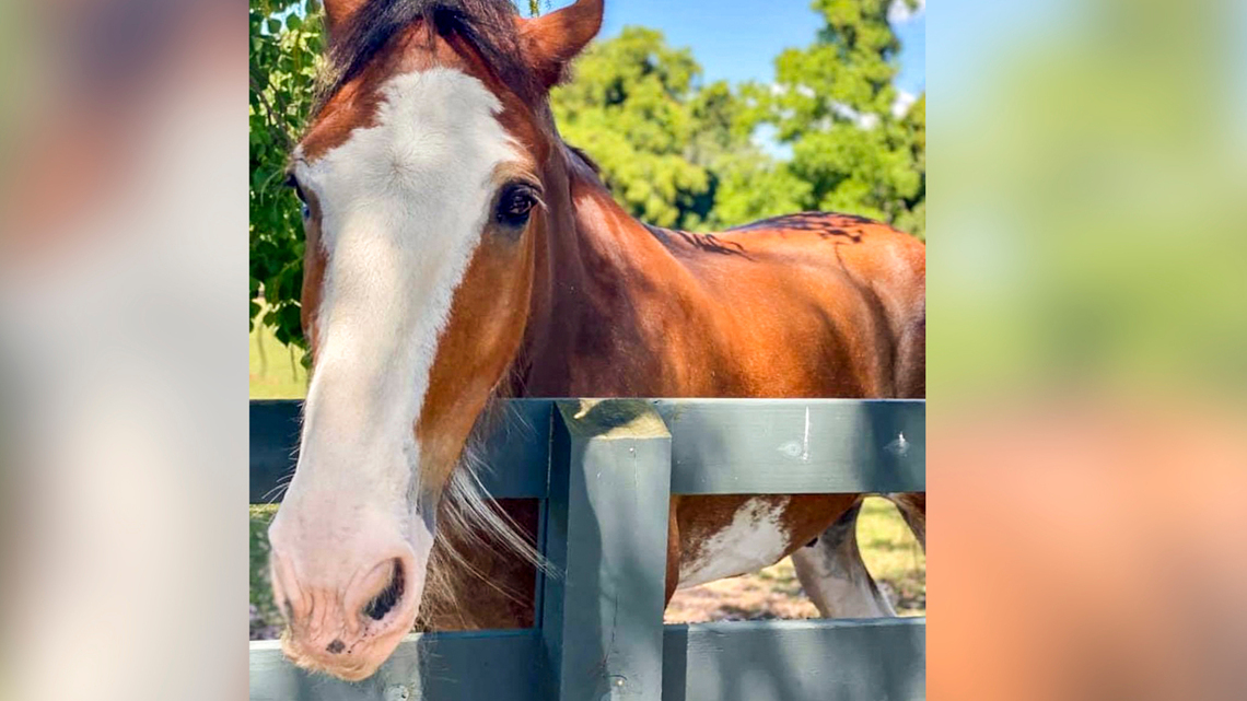 ‘So many carrots. So many kisses’: Beloved Hilton Head Clydesdale horse, Harley, dies at 17